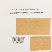 Ditrichum lineare image