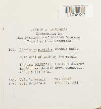 thumbnail image of current specimen