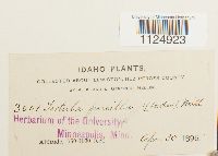 thumbnail image of current specimen