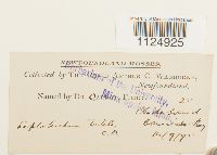 Ditrichum pusillum image