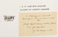 Ditrichum pusillum image