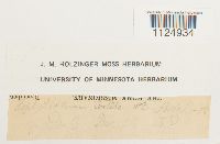 Ditrichum pusillum image