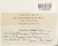 thumbnail image of current specimen