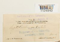 Ditrichum pusillum image