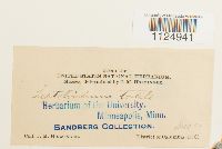 Ditrichum pusillum image