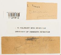 thumbnail image of current specimen