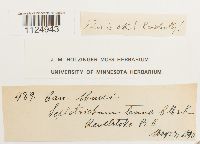 Ditrichum pusillum image