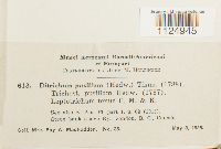 Ditrichum pusillum image