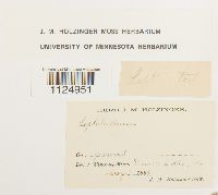 Ditrichum pusillum image