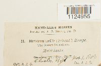 Ditrichum pusillum image