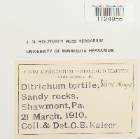 Ditrichum pusillum image