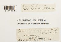 Ditrichum pusillum image