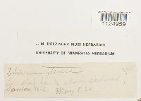 Ditrichum pusillum image