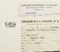 Ditrichum pusillum image