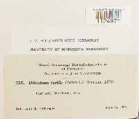Ditrichum pusillum image