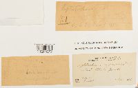 Ditrichum pusillum image