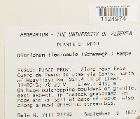 Ditrichum flexicaule image