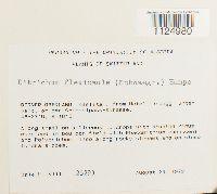 Ditrichum flexicaule image