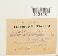 Ditrichum flexicaule image