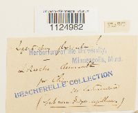 Ditrichum flexicaule image