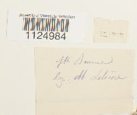 Ditrichum flexicaule image