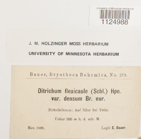 Ditrichum flexicaule var. densum image