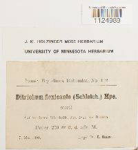 Ditrichum flexicaule image
