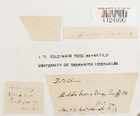 Ditrichum flexicaule image