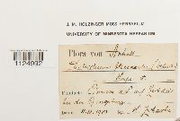 Ditrichum flexicaule image