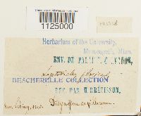 Ditrichum flexicaule image