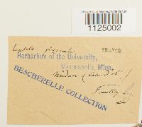 Ditrichum flexicaule image