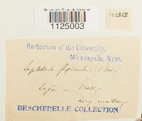 Ditrichum flexicaule image