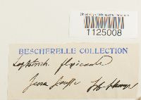 Ditrichum flexicaule image