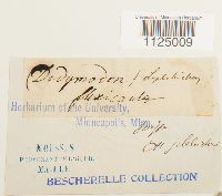 Ditrichum flexicaule image