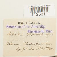 Ditrichum flexicaule image