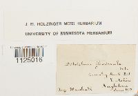 Ditrichum flexicaule image