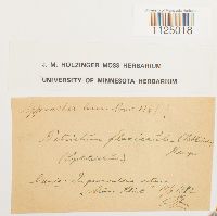 Ditrichum flexicaule image