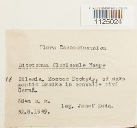 Ditrichum flexicaule image