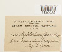 Ditrichum flexicaule image