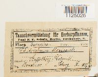 Ditrichum flexicaule image