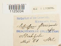 Ditrichum flexicaule image