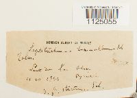 Ditrichum heteromallum image