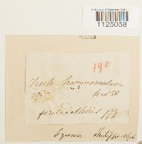 Ditrichum heteromallum image