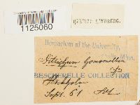 Ditrichum heteromallum image