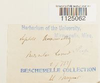 Ditrichum heteromallum image