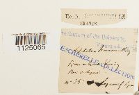 Ditrichum heteromallum image