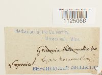 Ditrichum heteromallum image