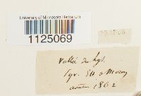 Ditrichum heteromallum image