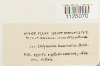 Ditrichum heteromallum image