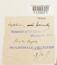 Ditrichum heteromallum image